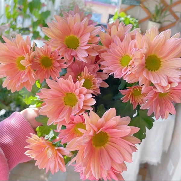 【小雏菊】 多品种 花期长 颜值高 易养护 云南基地直发