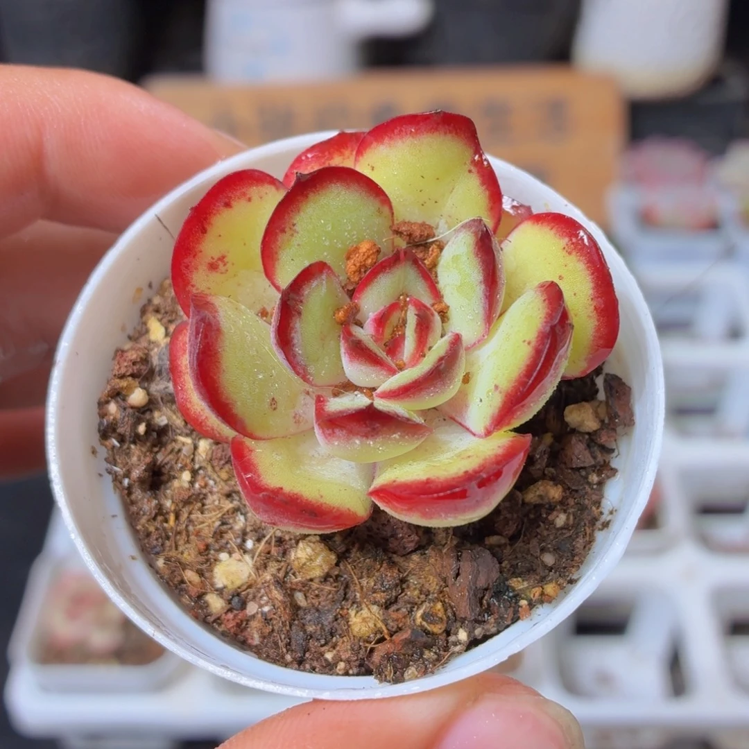 肉酱玫瑰多肉9.9包邮发货