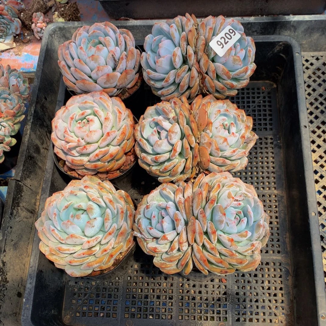 9209六个嗯嗯嗯嗯嗯好喜欢