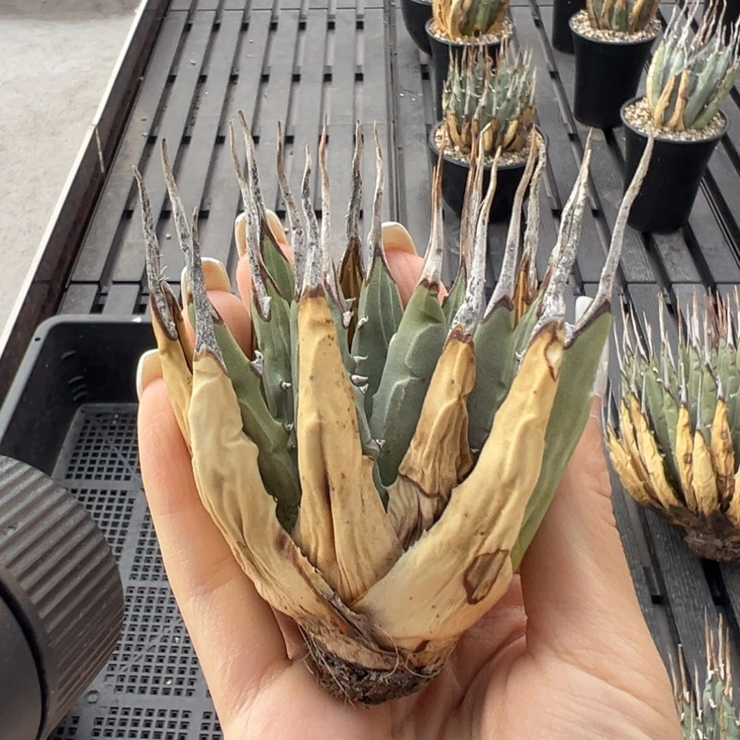 无花朵妖炎生桩福利