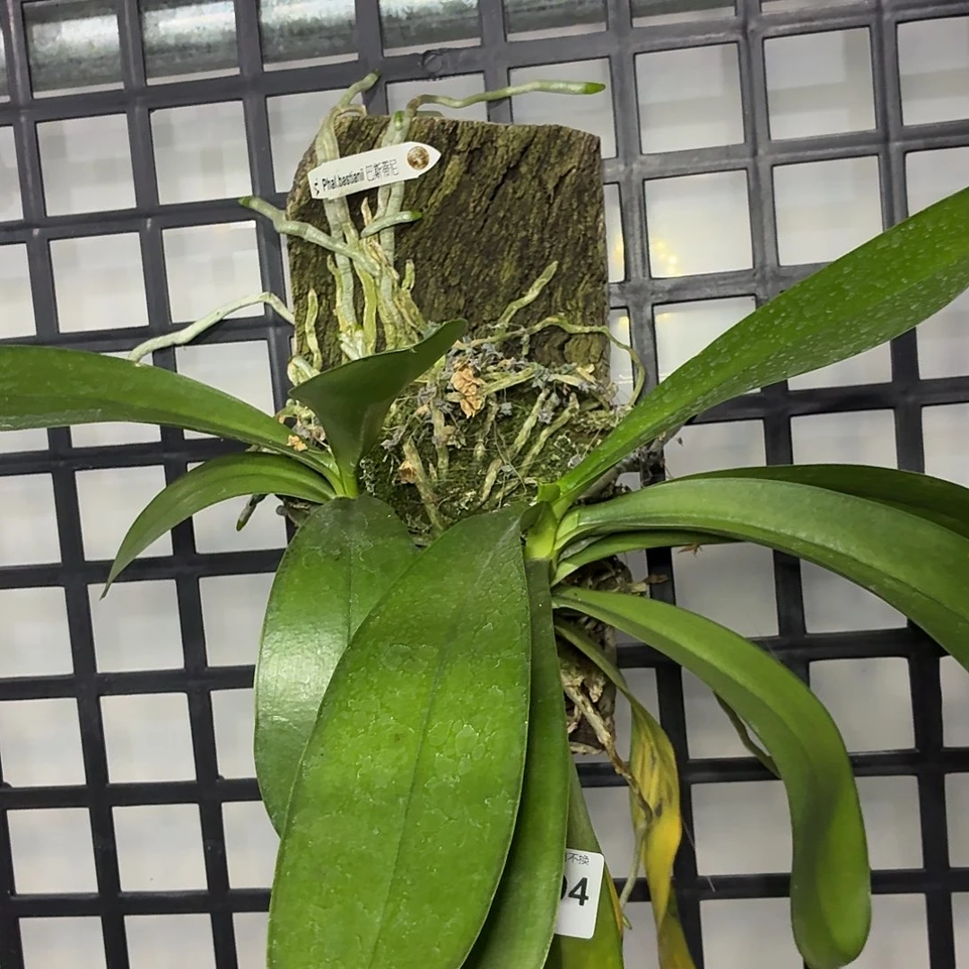 当前无花朵，栽培后可花朵A394板植双苗巴斯蒂尼