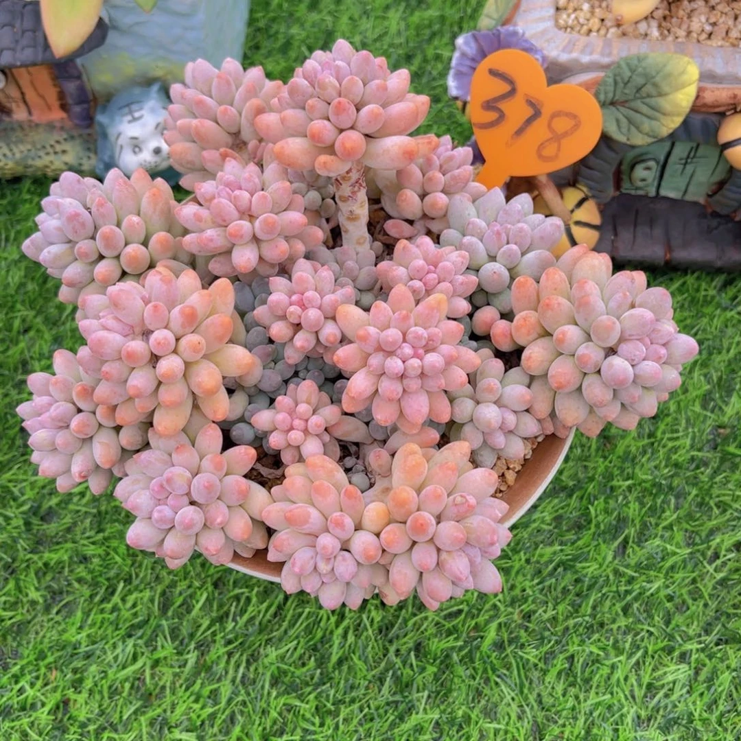 丹***378号多肉植物一物一拍