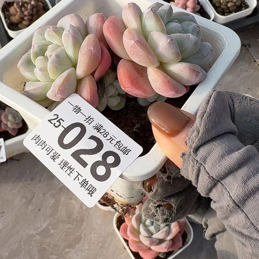 冰玉无盆土发货无