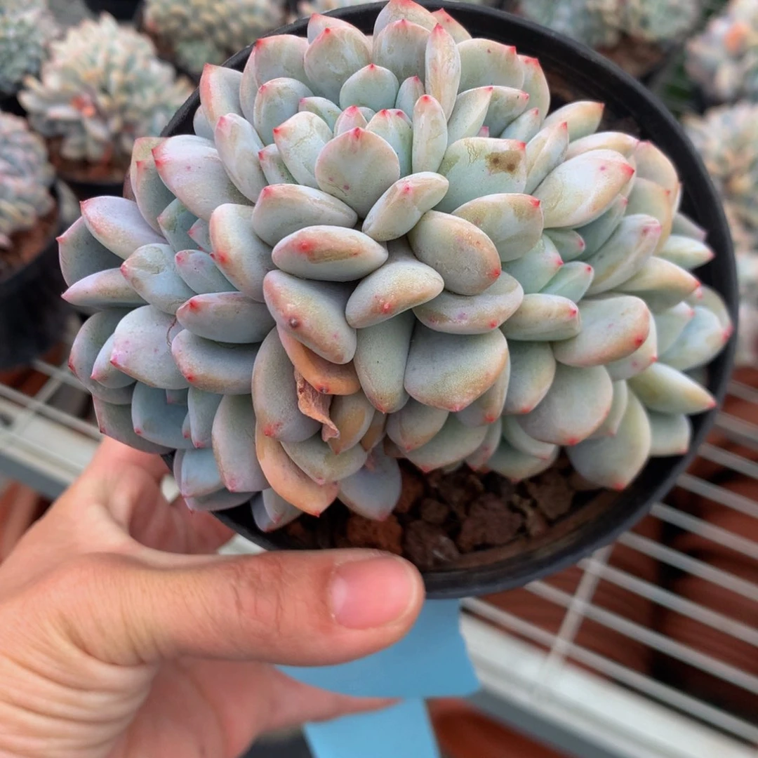 2684朵朵鲜花的玫瑰花瓣精华