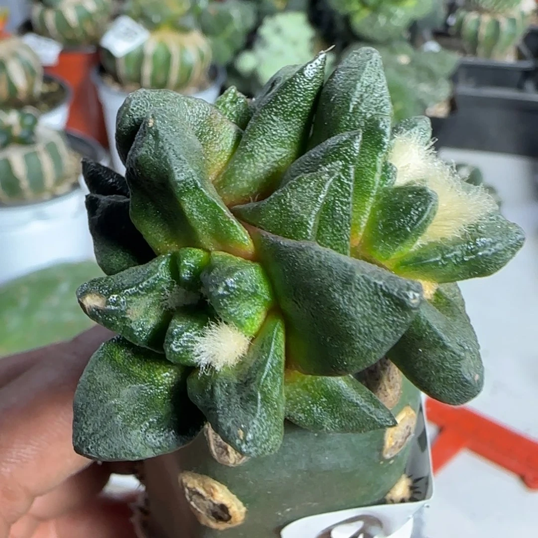 【闪购商品】超短尤三头龙角943