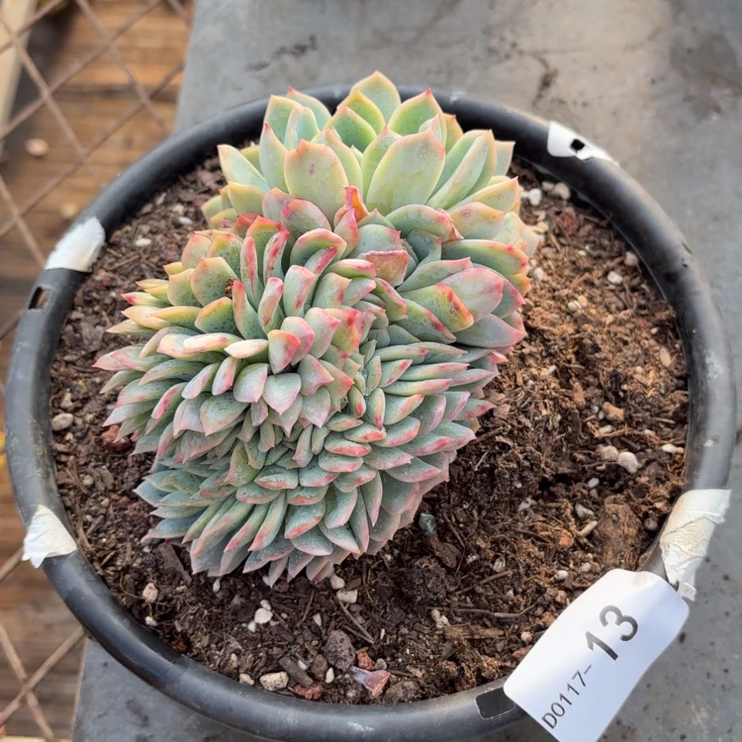 同温层多肉莎莎缀13