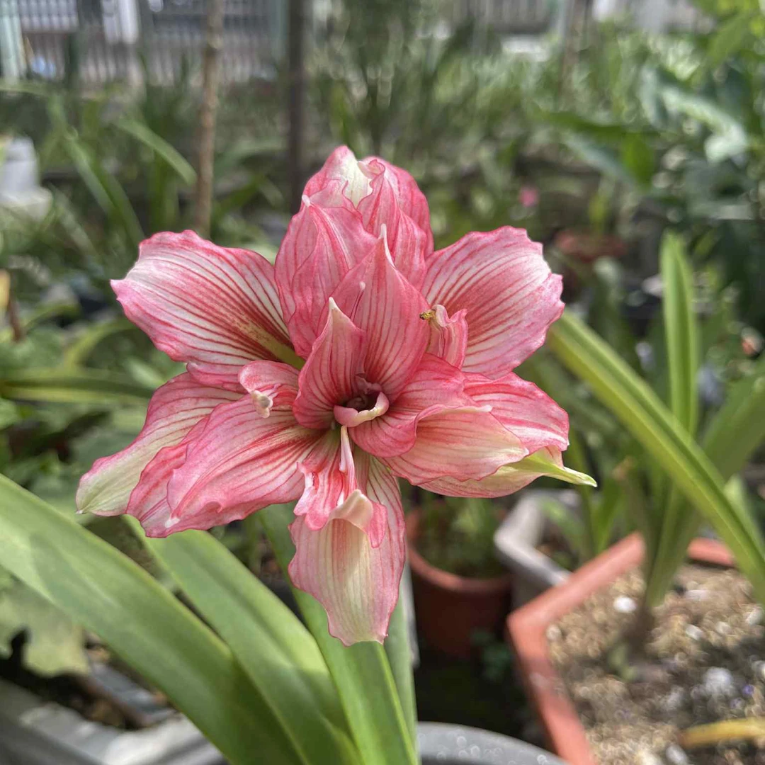 S孤挺花园 Quỳnh Minh 06（新品小花 育种者留一个小侧芽）裸球