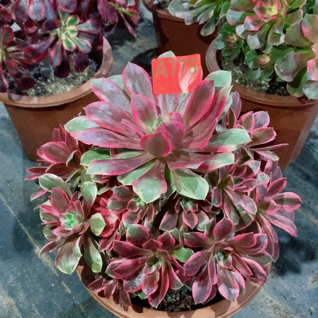 幻纱776多肉1111111