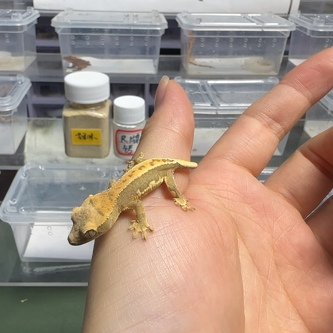 睫角守宫莉莉白睫角守宫幼