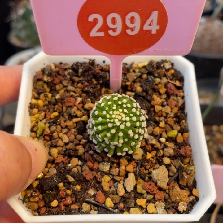 自根松针牡丹2994