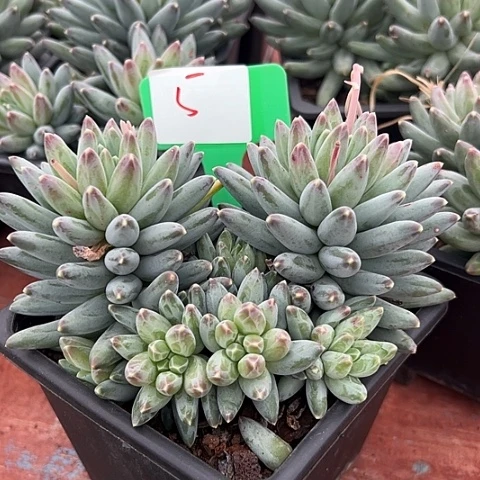 5一卡带盆多肉植物