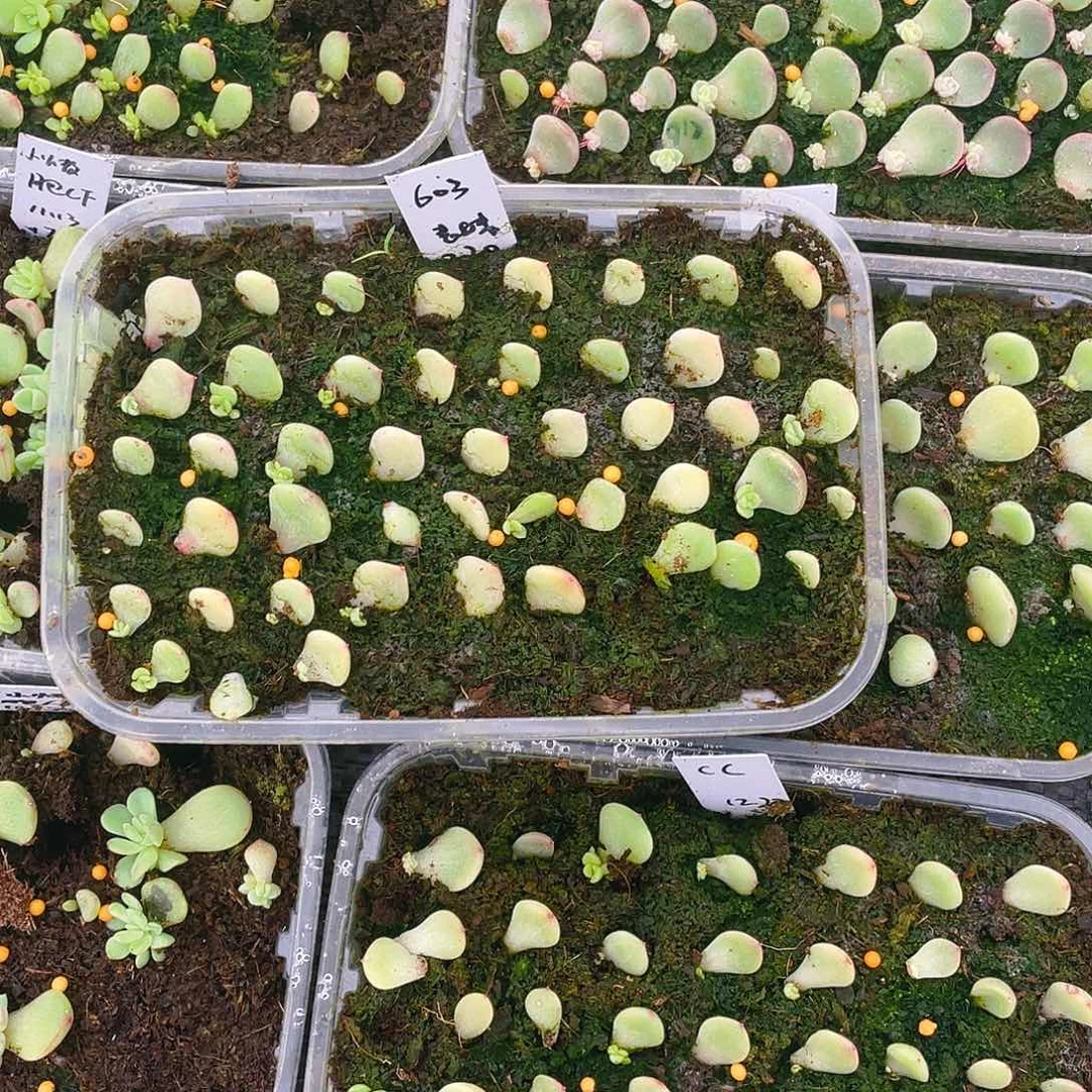 603 表妹芝麻苗一个满25包邮