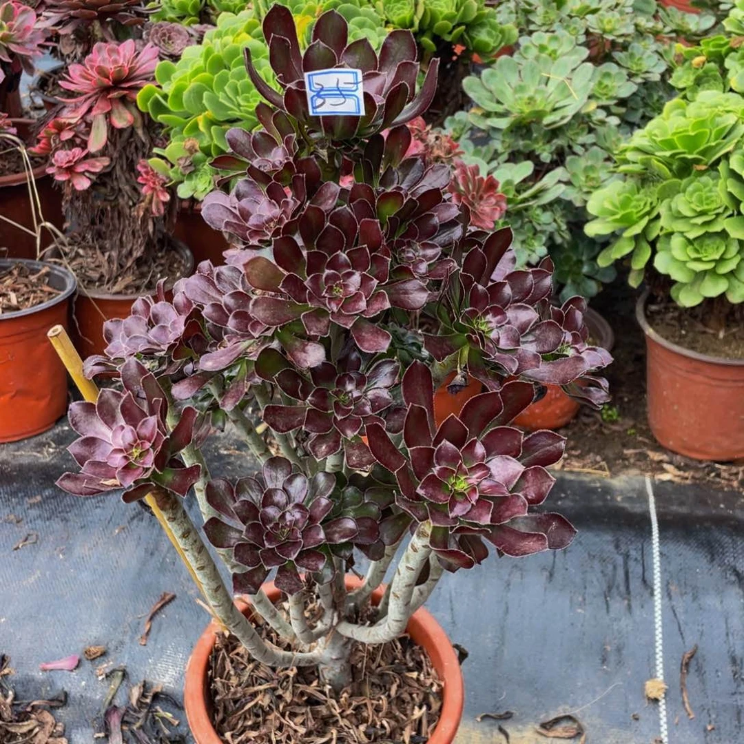 哈***龙黑法师老桩鲜花35鲜花