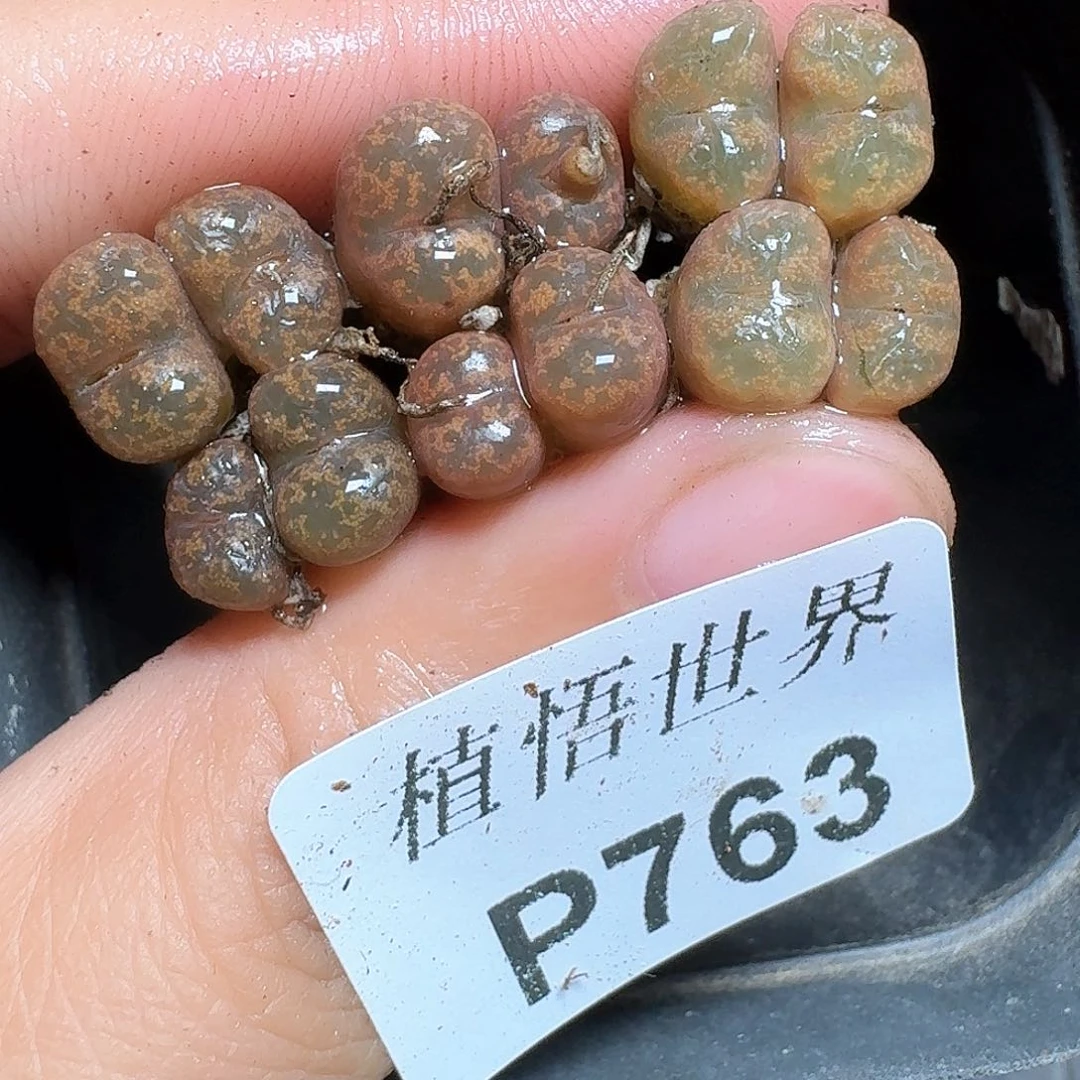 763盒的润泽额发发多肉植物