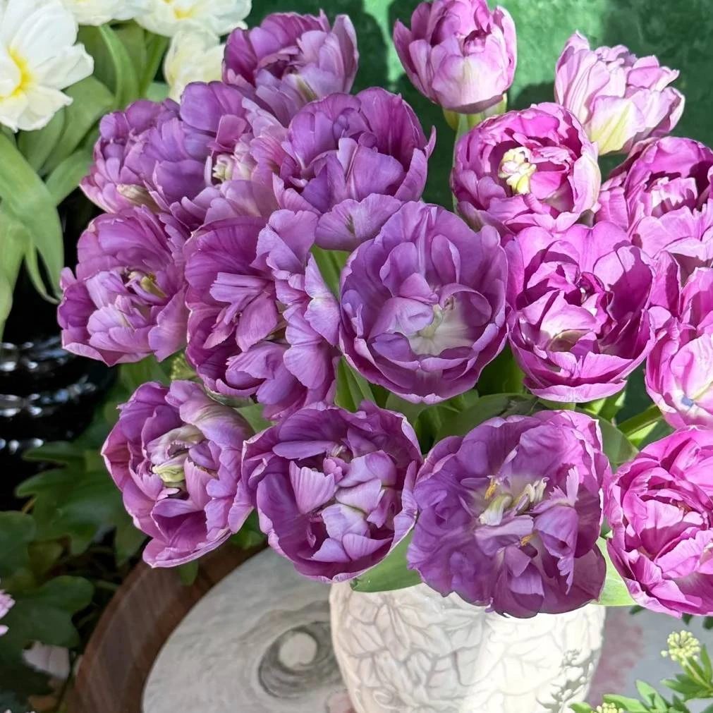 郁金香【蓝莓挞】鲜切花云南直发顺丰