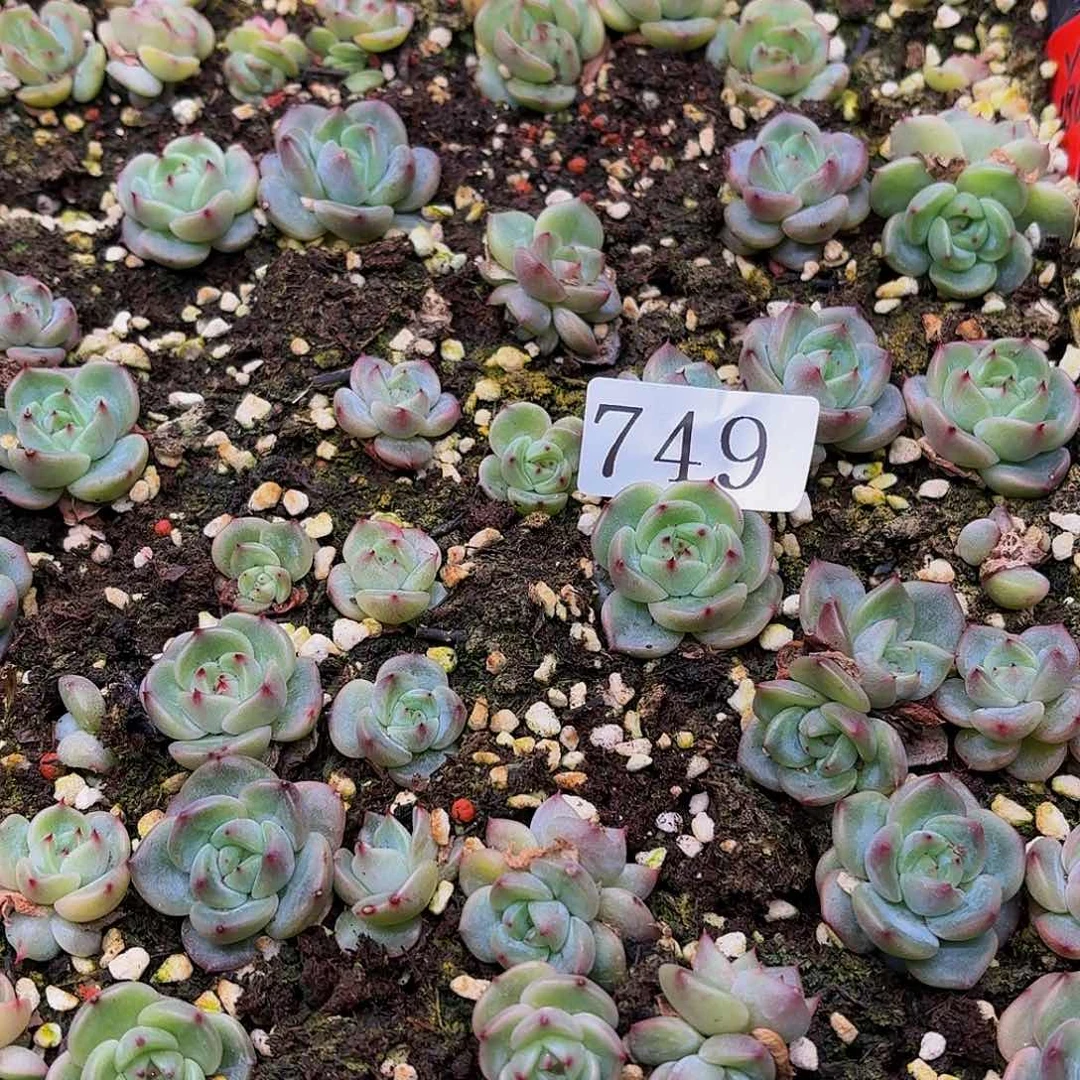 我*爷多肉植物多肉植物749