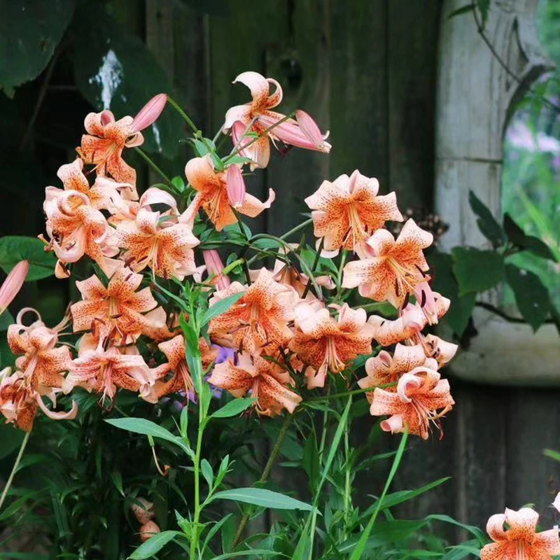 花自开25年【亚洲百合】百合球根种球花卉多年生室外耐热耐寒开花快