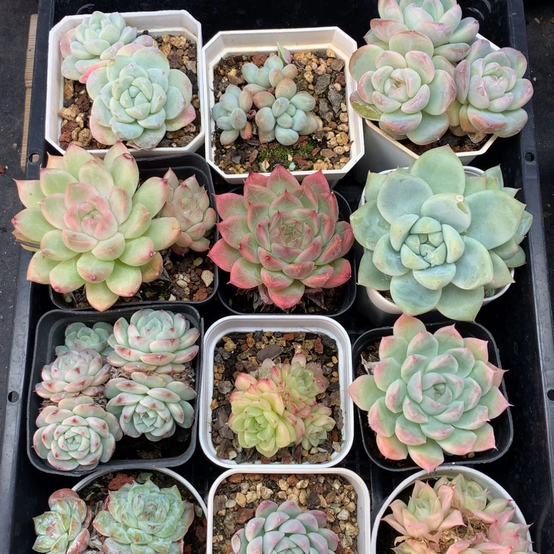 1112-43 套餐一组