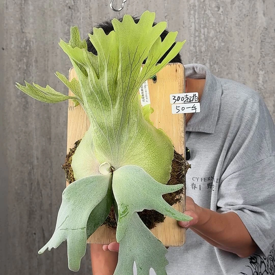 无花朵绿植绿植绿植