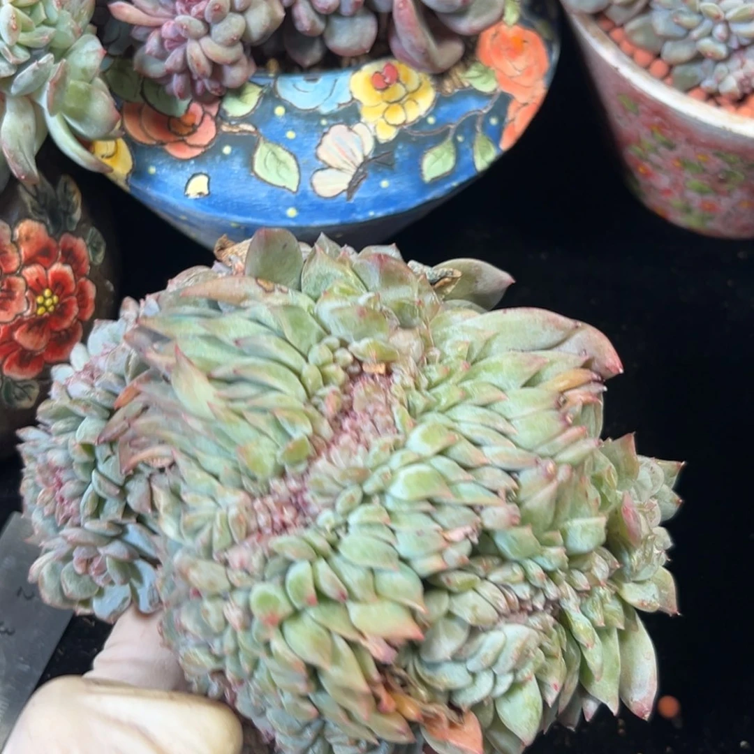 新年快乐 新年快乐