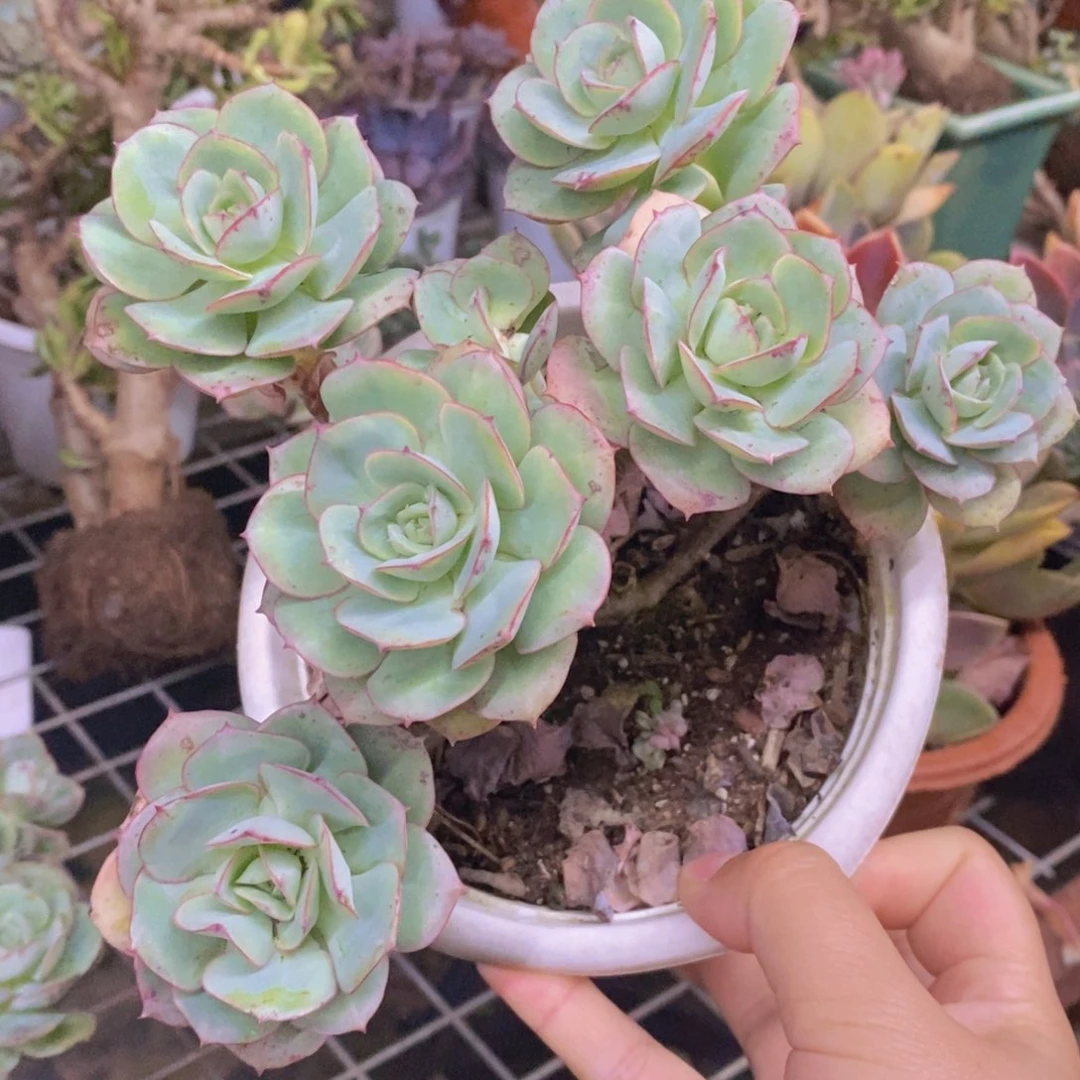 克罗地亚玫瑰五头起发