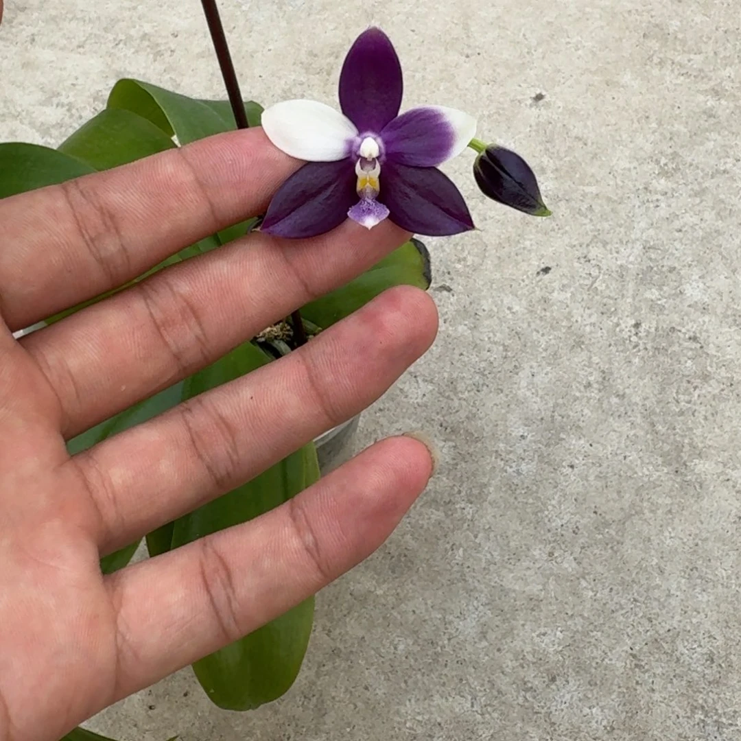 当前无花栽培后可以开花l1317 瑕疵三寸ys1180