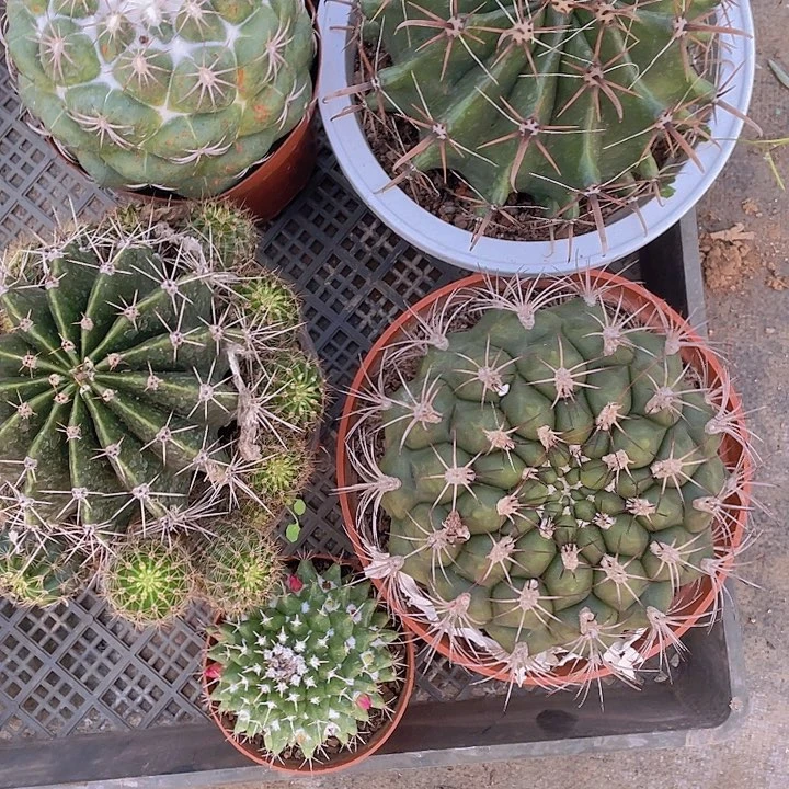 红*，定向红姐仙人球