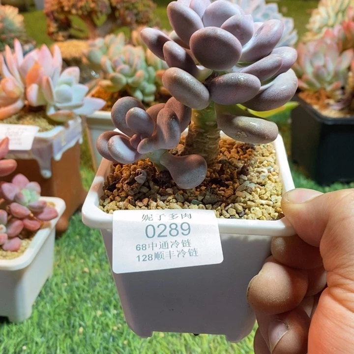 0289啊啊啊啊啊啊啊啊啊