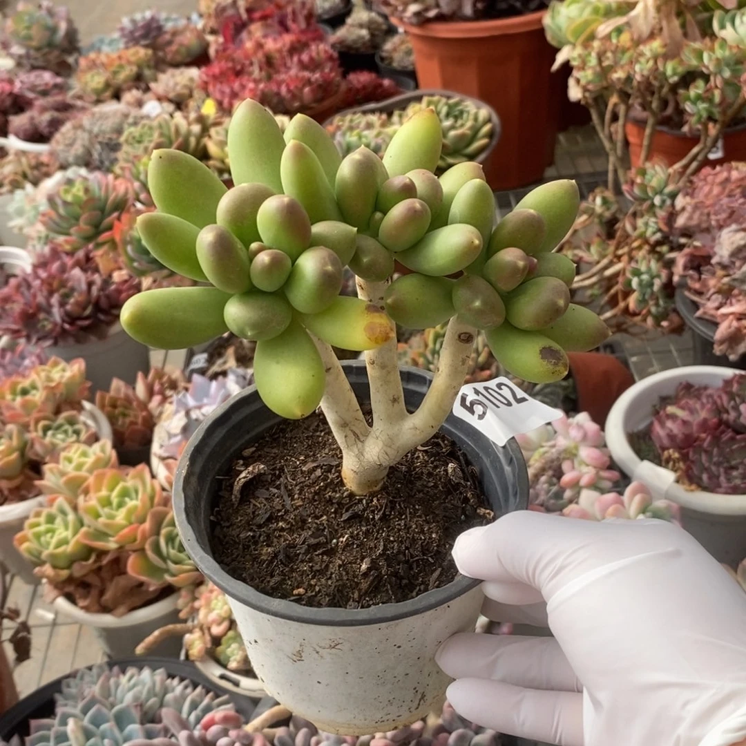 5102金蝉老桩一物一拍