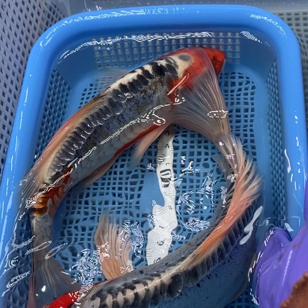 锦鲤冷水锦鲤包邮