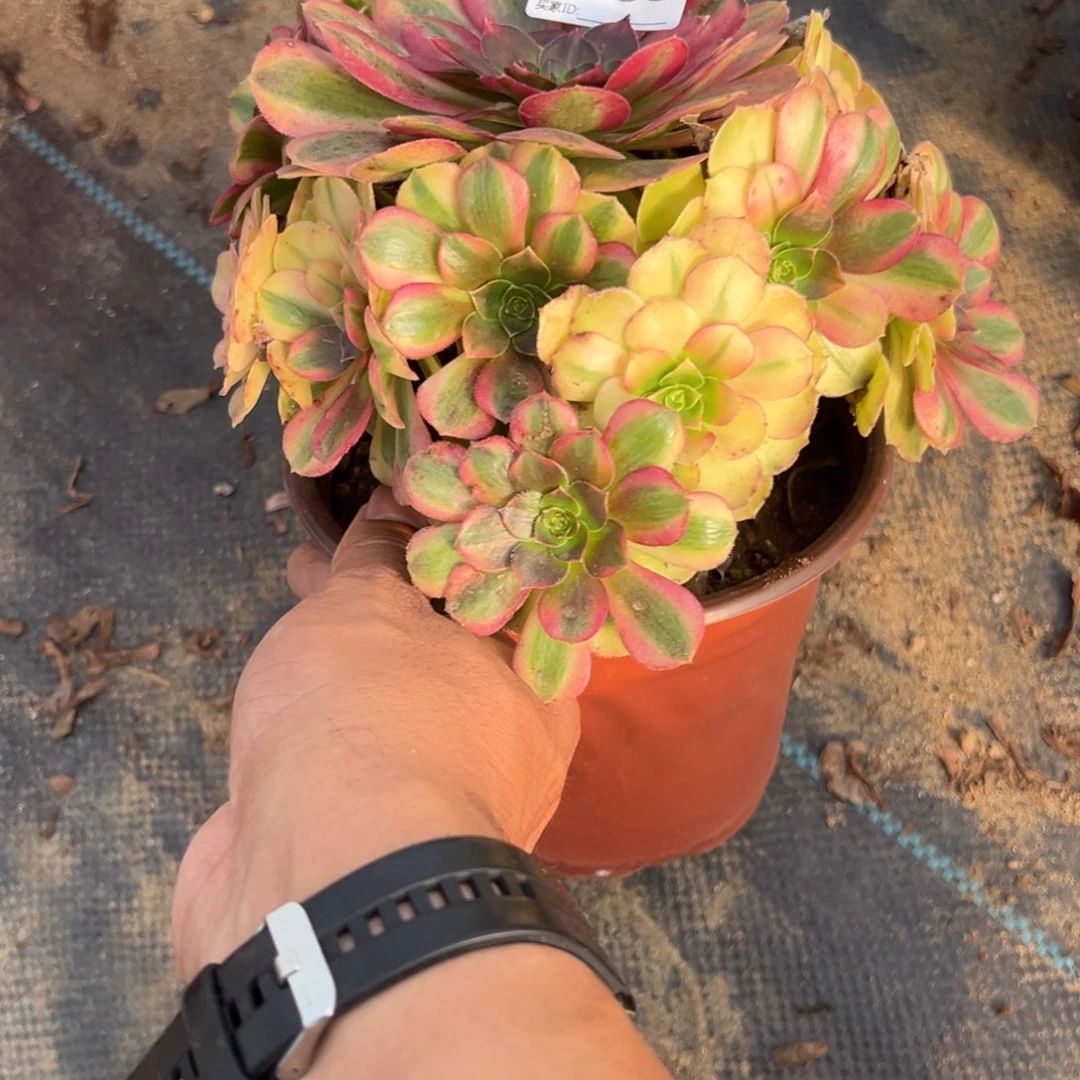 838雨荷多肉植物法师多肉