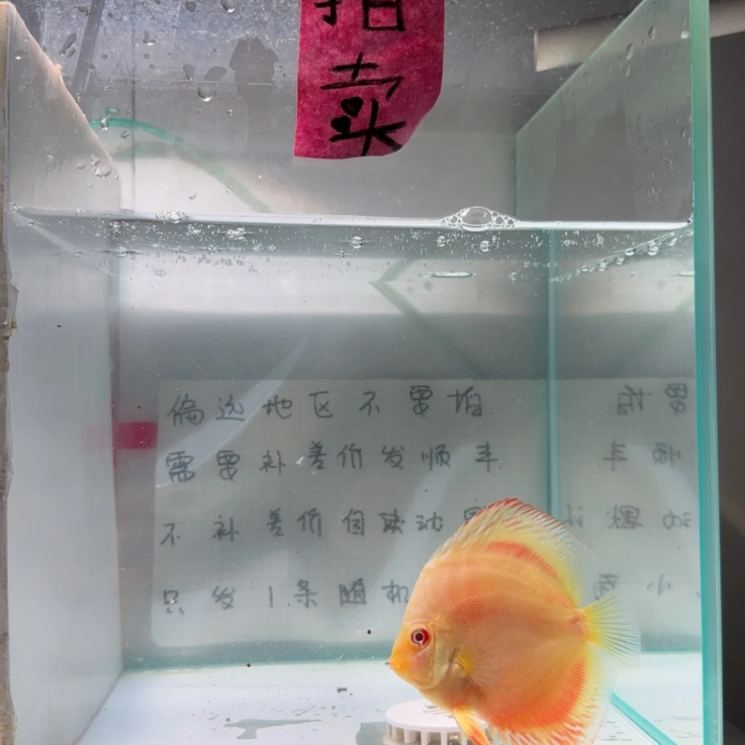 七彩神仙鱼肉身7-8偏远地区不拍