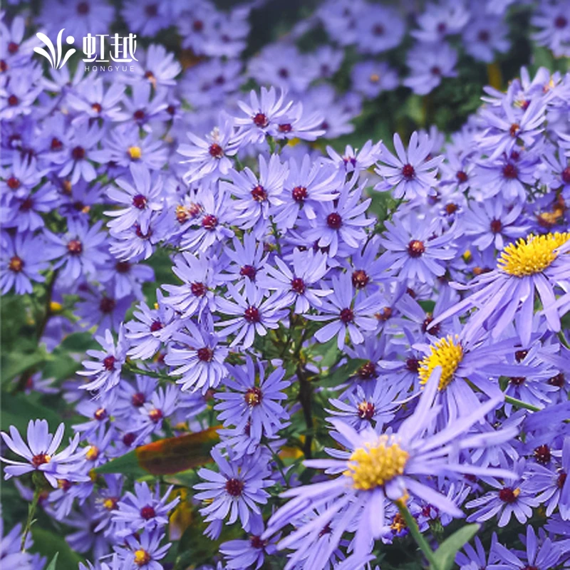 虹越 |荷兰菊紫菀“小卡罗”盆栽苗神秘蓝紫色超爱复花阳台花园种植