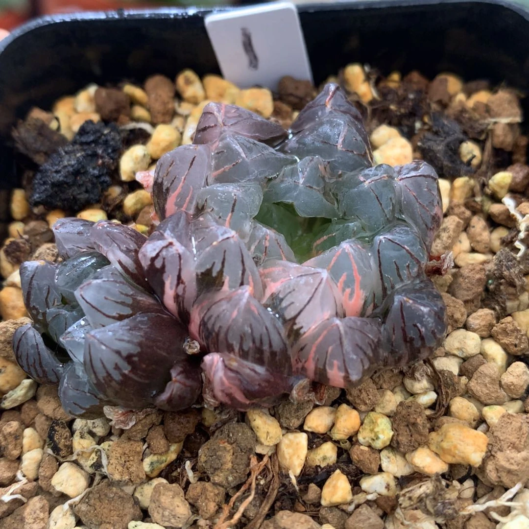 水晶灯玉露锦，带盆一起