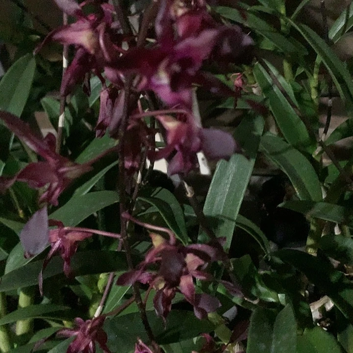 完全开放黑武士羚羊，大小4苗，卖苗价，花叶不包损