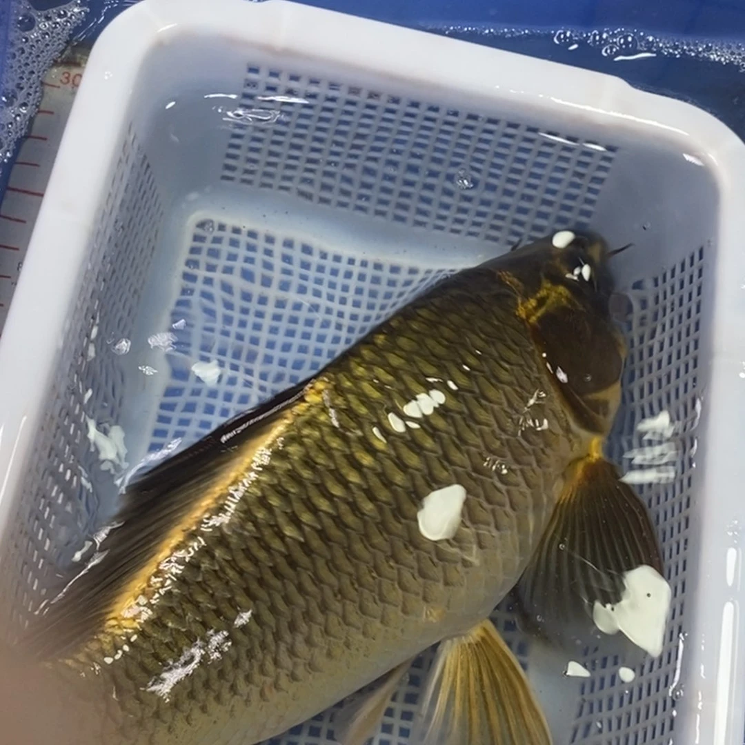 锦鲤冷水锦鲤包邮