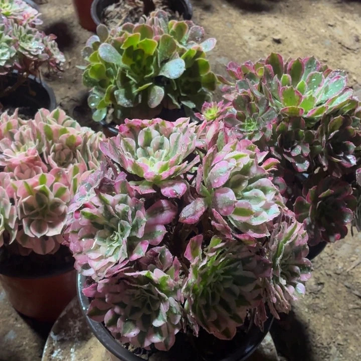 红铜白福利款9.9脱土