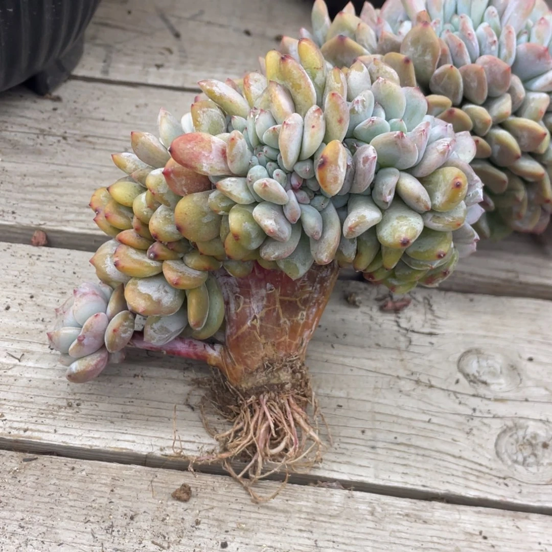 紫皮石榴子星影底切繁殖