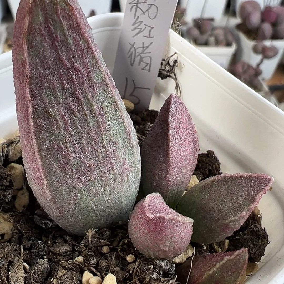 粉红猪肝多肉水泡植物