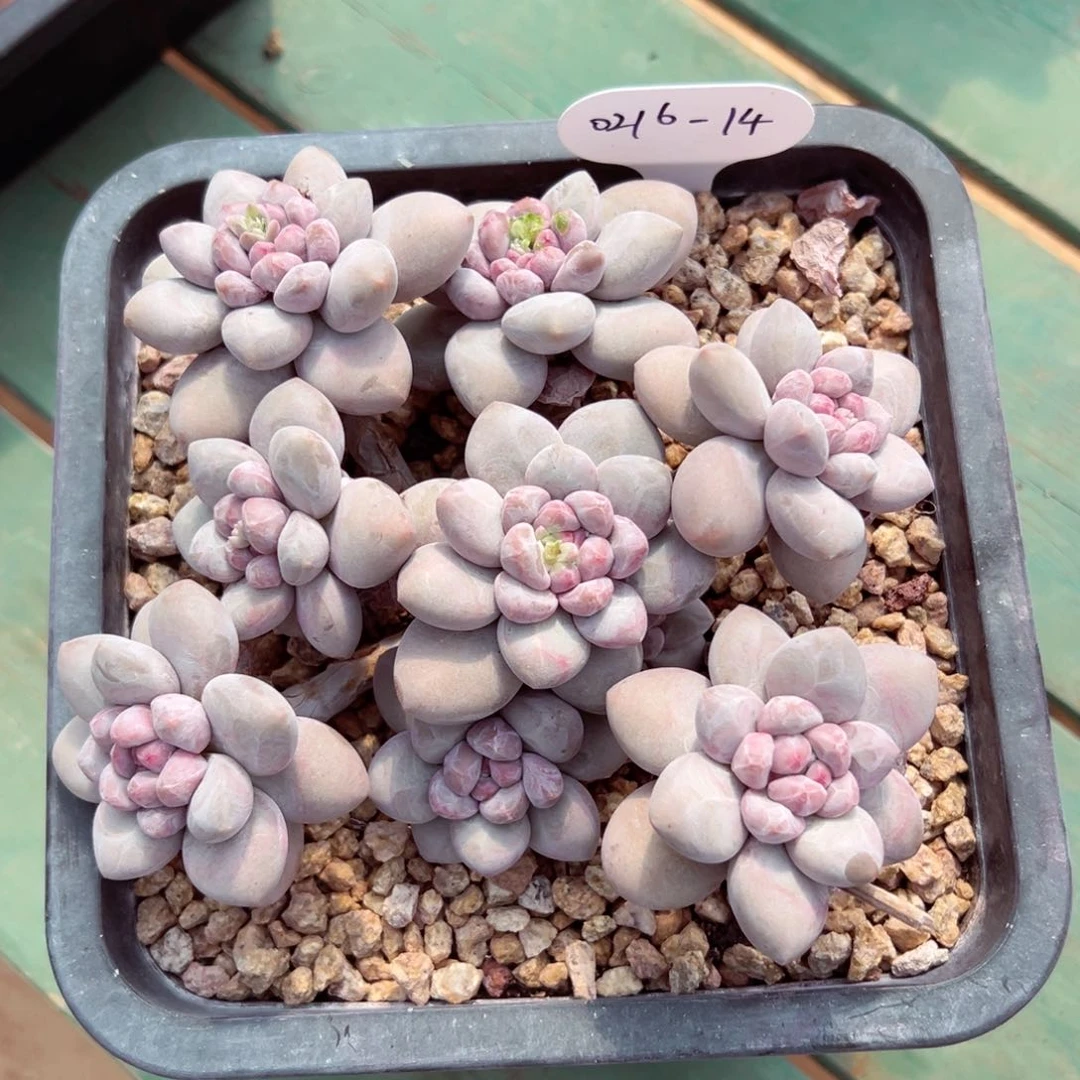 静**蓝0216-14特殊版香影