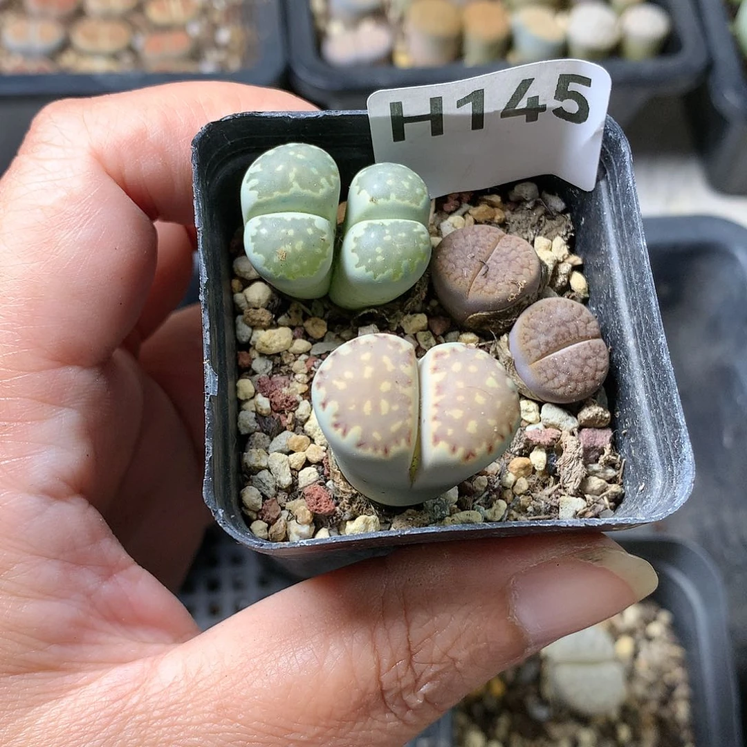 @****饰H145多肉植物保护研究所