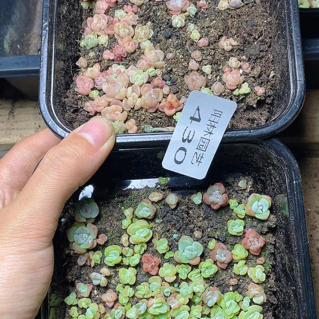 多肉植物多肉植物430