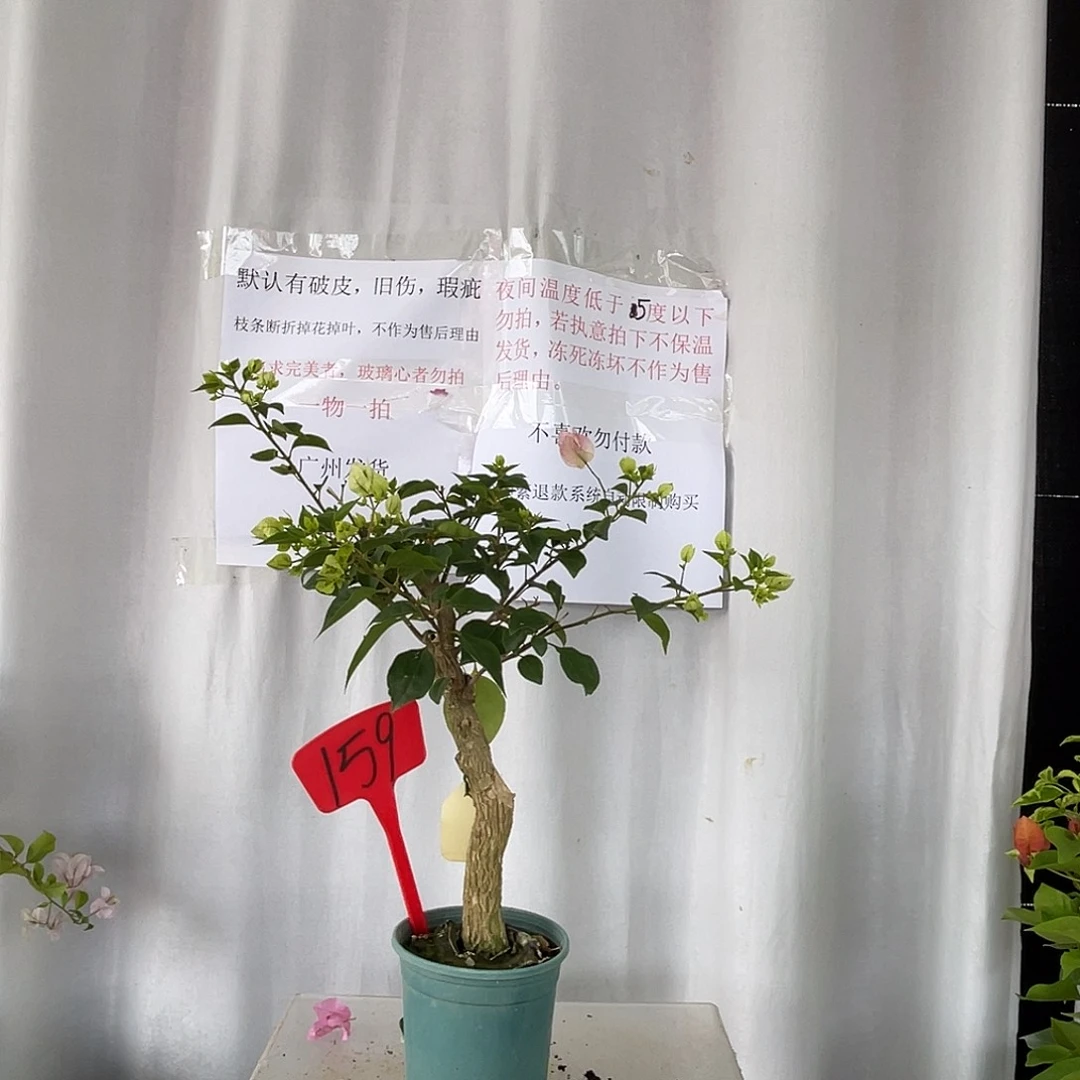 当前无花栽培后可以开花159绿樱桩有旧伤破皮