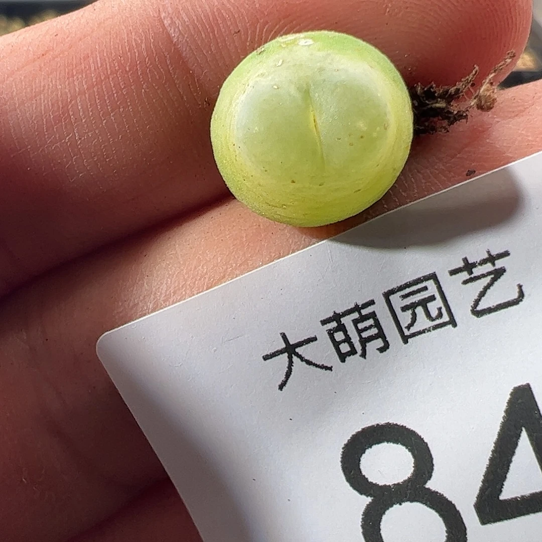 一物一拍。        84