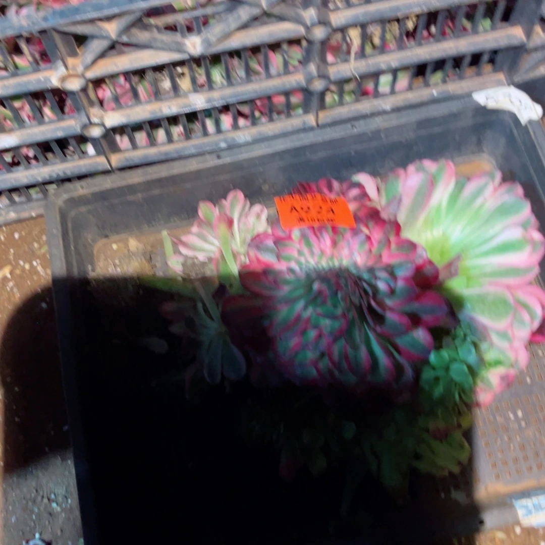 组合924多肉植物