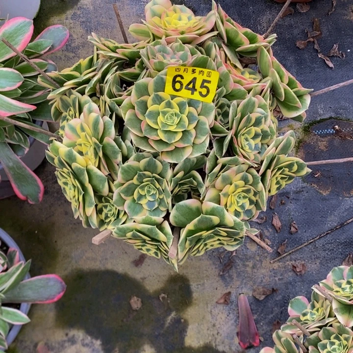 沐***。多肉白凤优选锦645000