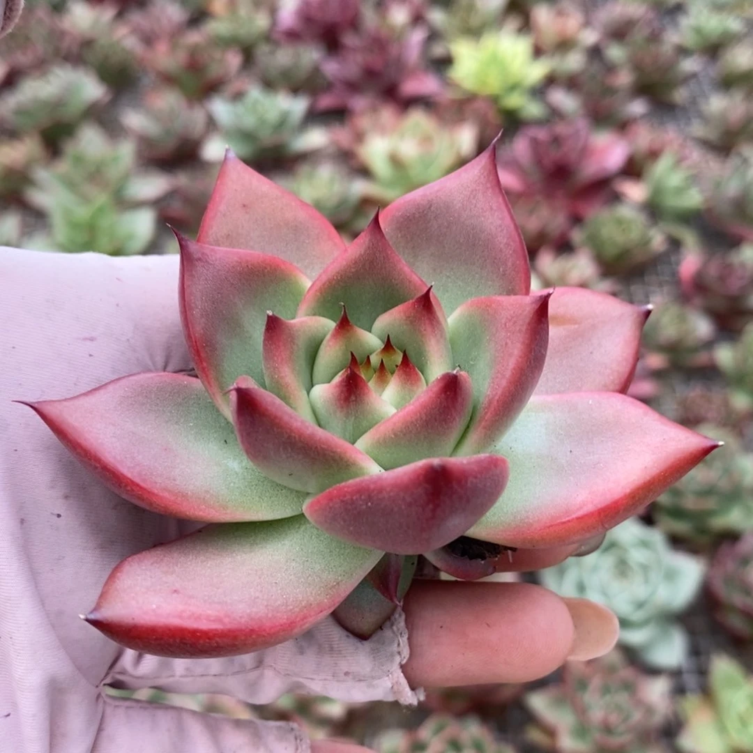 无花朵35包邮，东云系多肉植物