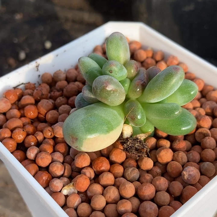 苹果奶酪锦多肉植物