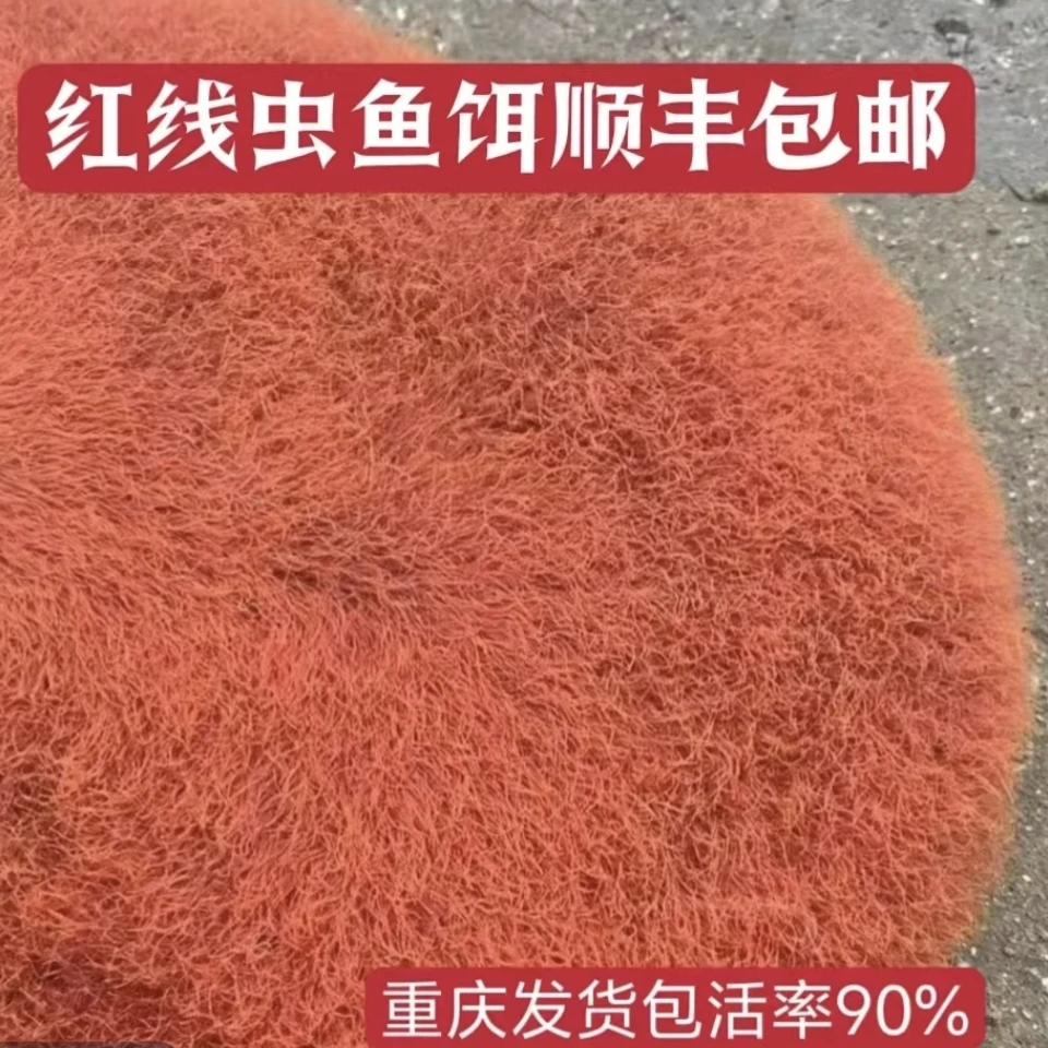 红线虫活饵钓鱼效果不错重庆四川顺丰包邮不能及时取货请不要下单