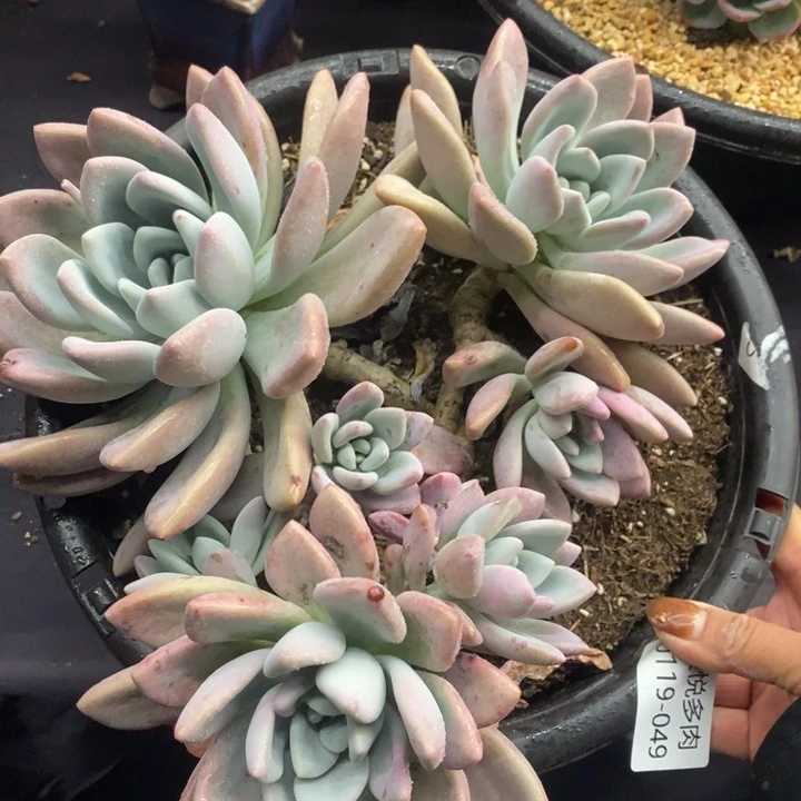 夏悦多肉0119-49奥普